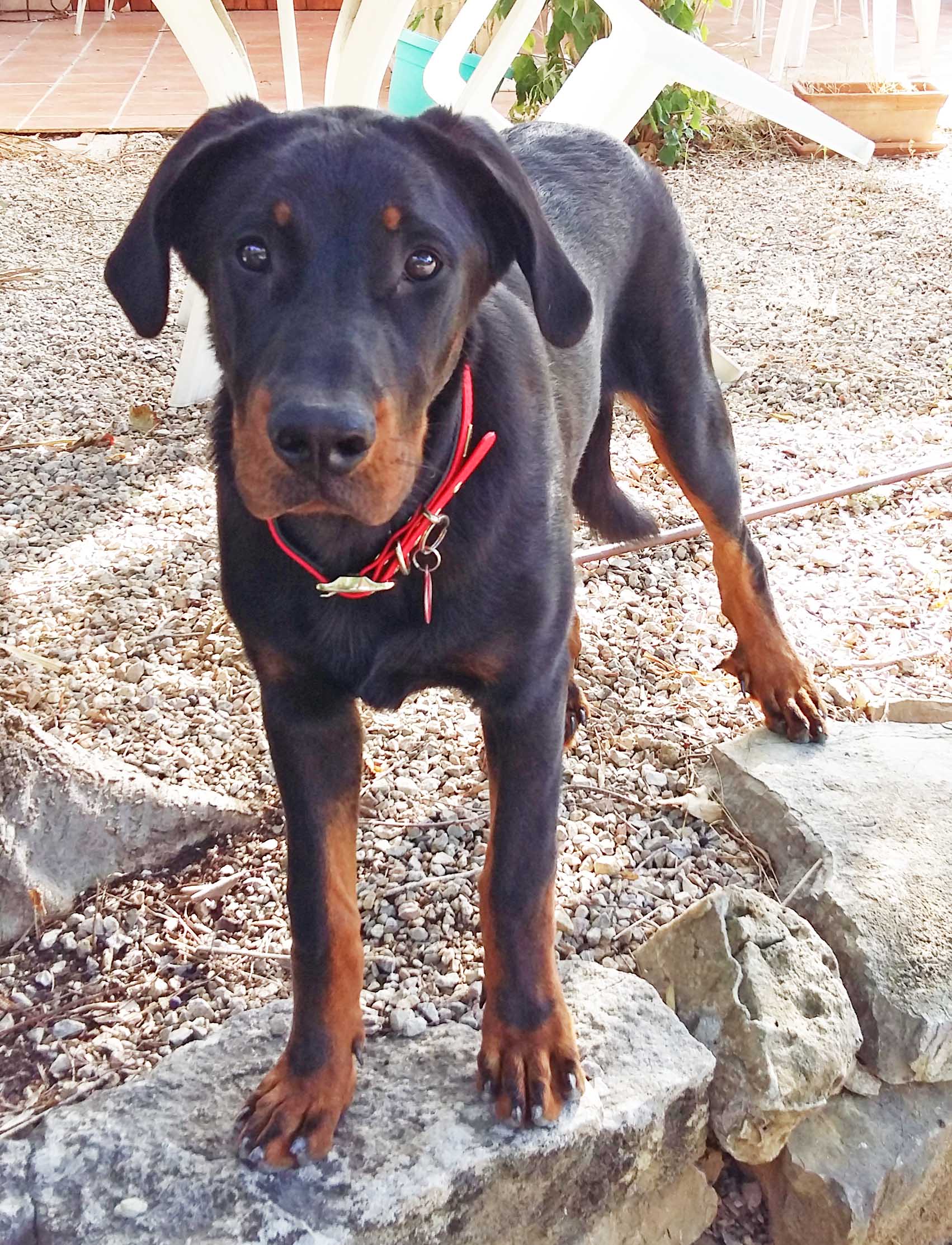  domainedelalicorne.fr photo chien beauceron photo chiot beauceron Elevage de beauceron chiot beauceron pure race élevage du clos de la licorne elevage des gardiens de la licorne elevage beauceron noir et feu authentique gros gabarits élevage de Beauceron familial sérieux et qualité domainedelalicorne.fr suivi des chiots conseil d’éducation chiot propre bas rouge santé caractère spécialiste du beauceron noir et feu ou arlequin chien rustique berger de France  nos chiots sont élevés avec amour et attention notre passion au service de la qualité Beauceron de qualité et sportif domaine de la licorne 04380 BARRAS élevage en liberté éleveur berger de beauce élevage de beauceron de travail 06 11 20 51 93 site domainedelalicorne.fr mail domainedelalicorne@gmail.com